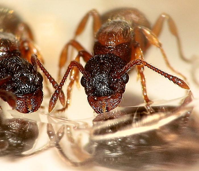 муравьи общаются