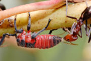 Жук Myrmecophodius excavaticollis