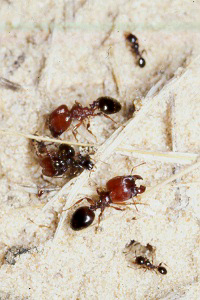 МУРАВЬИ (Formicidae), семейство стебельчатобрюхих насекомых